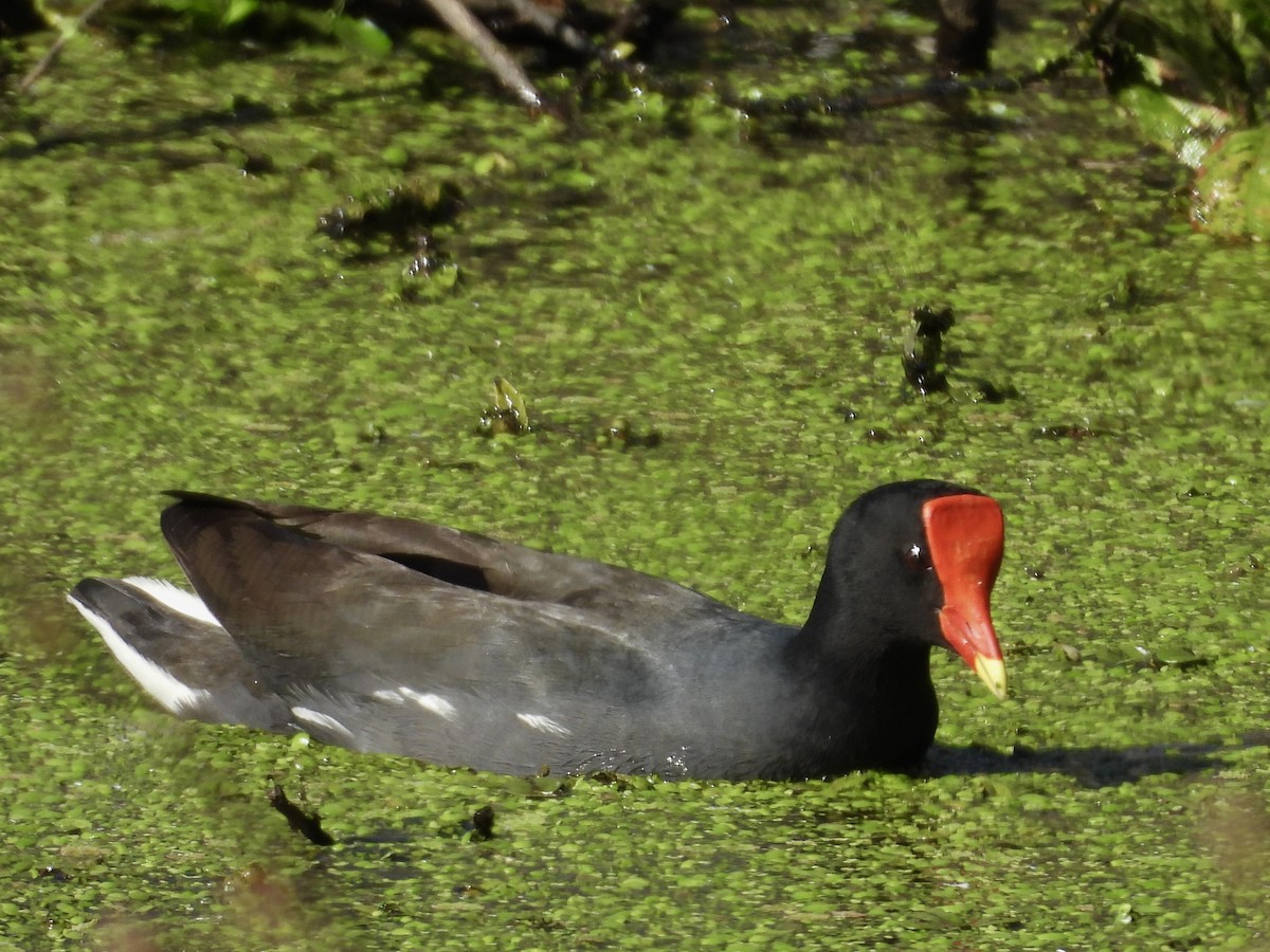 Common Gallinule - ML639609669