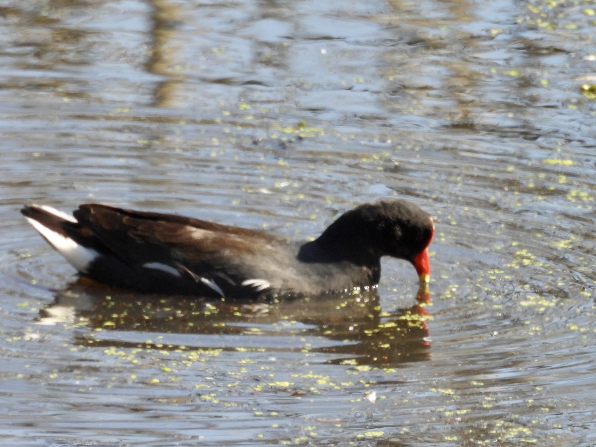 Common Gallinule - ML639609675