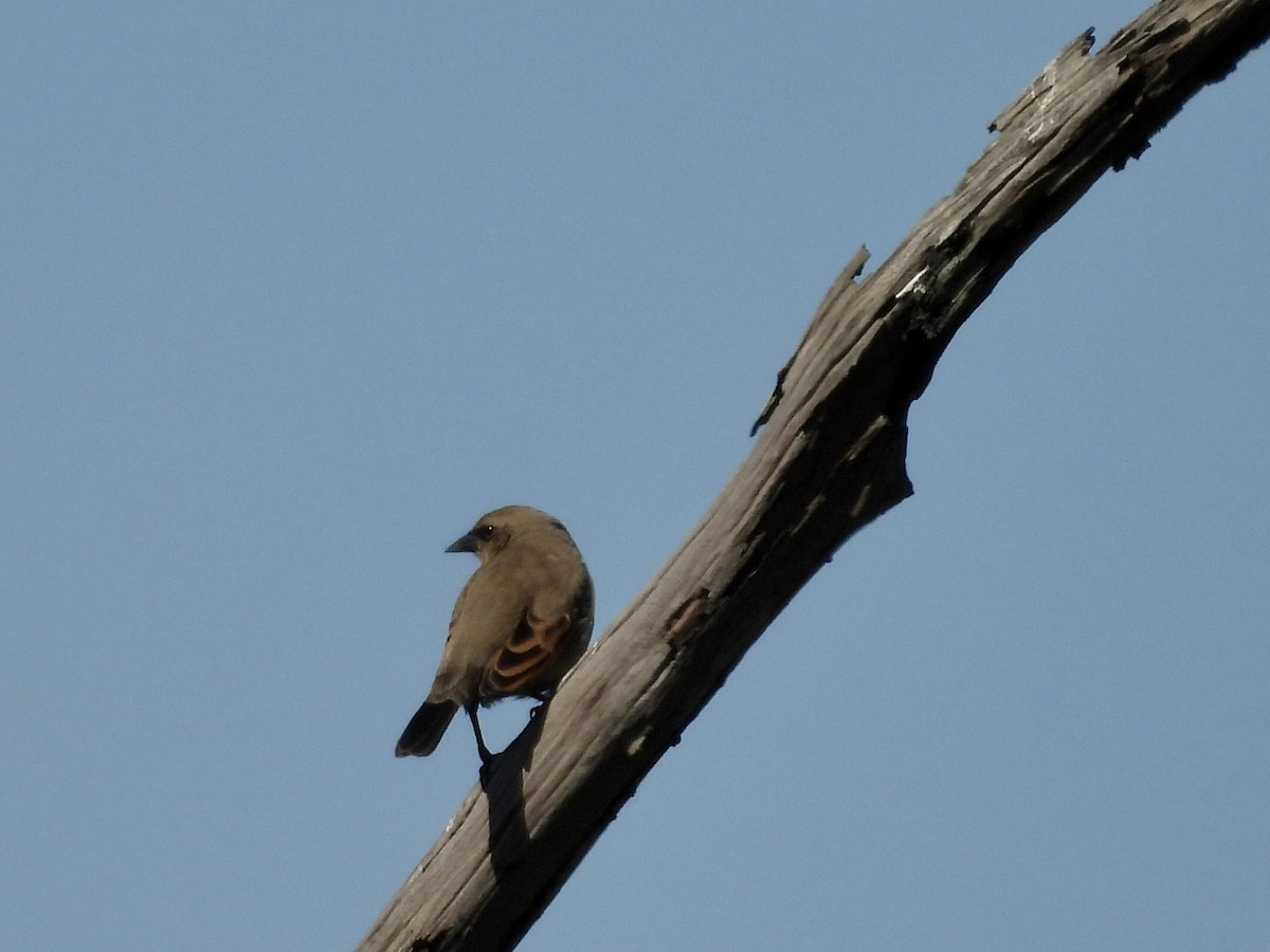 Grayish Baywing - ML639609913