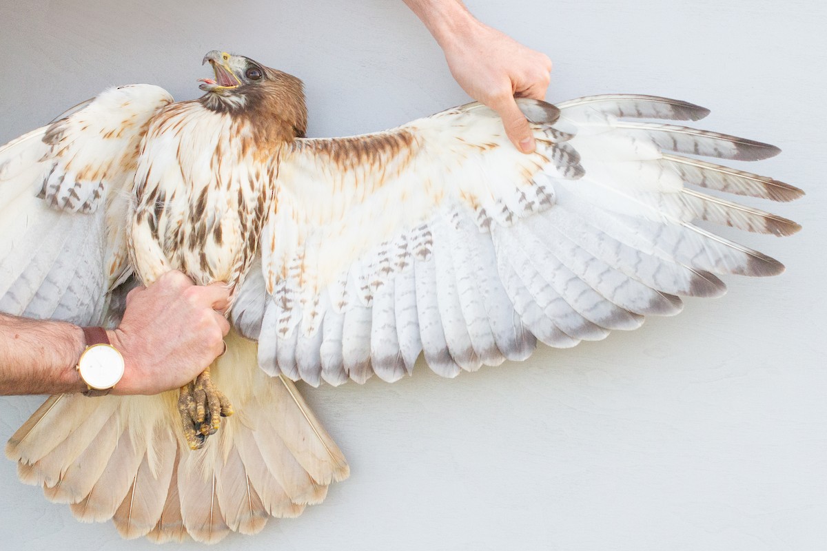 Red-tailed Hawk (borealis) - ML639609938