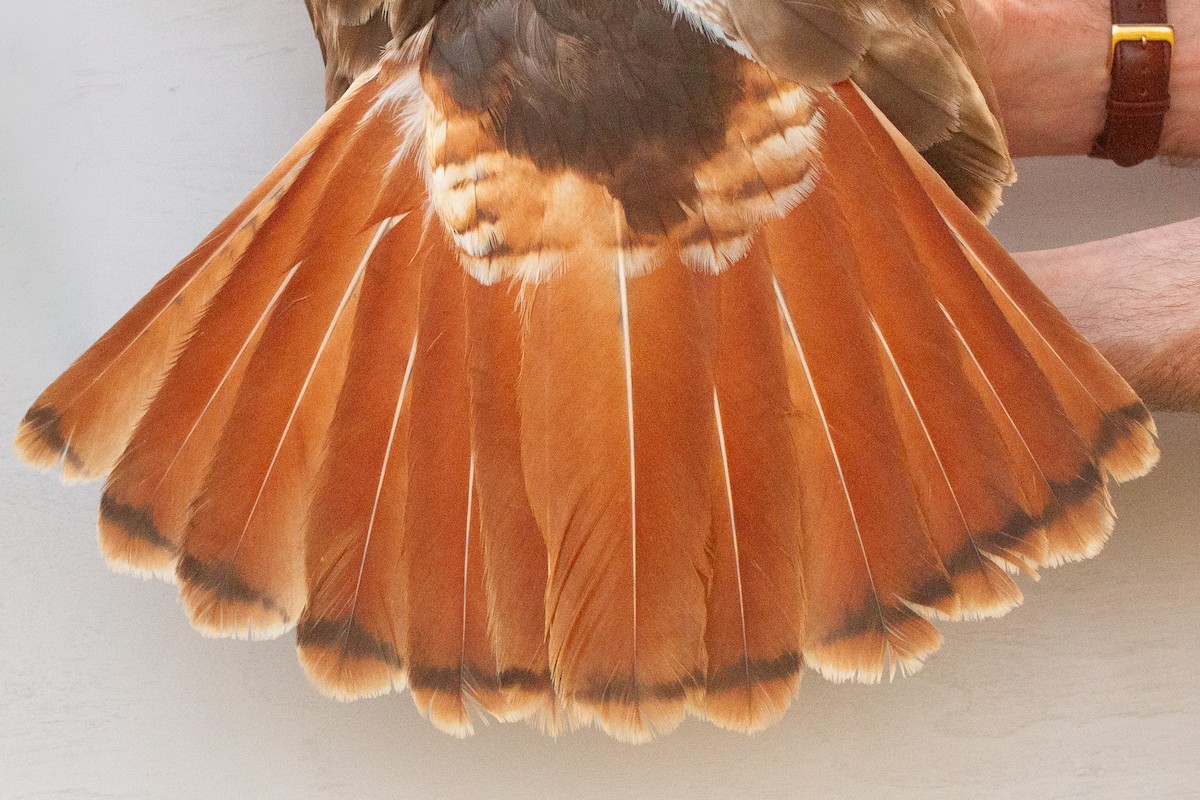 Red-tailed Hawk (borealis) - ML639609939