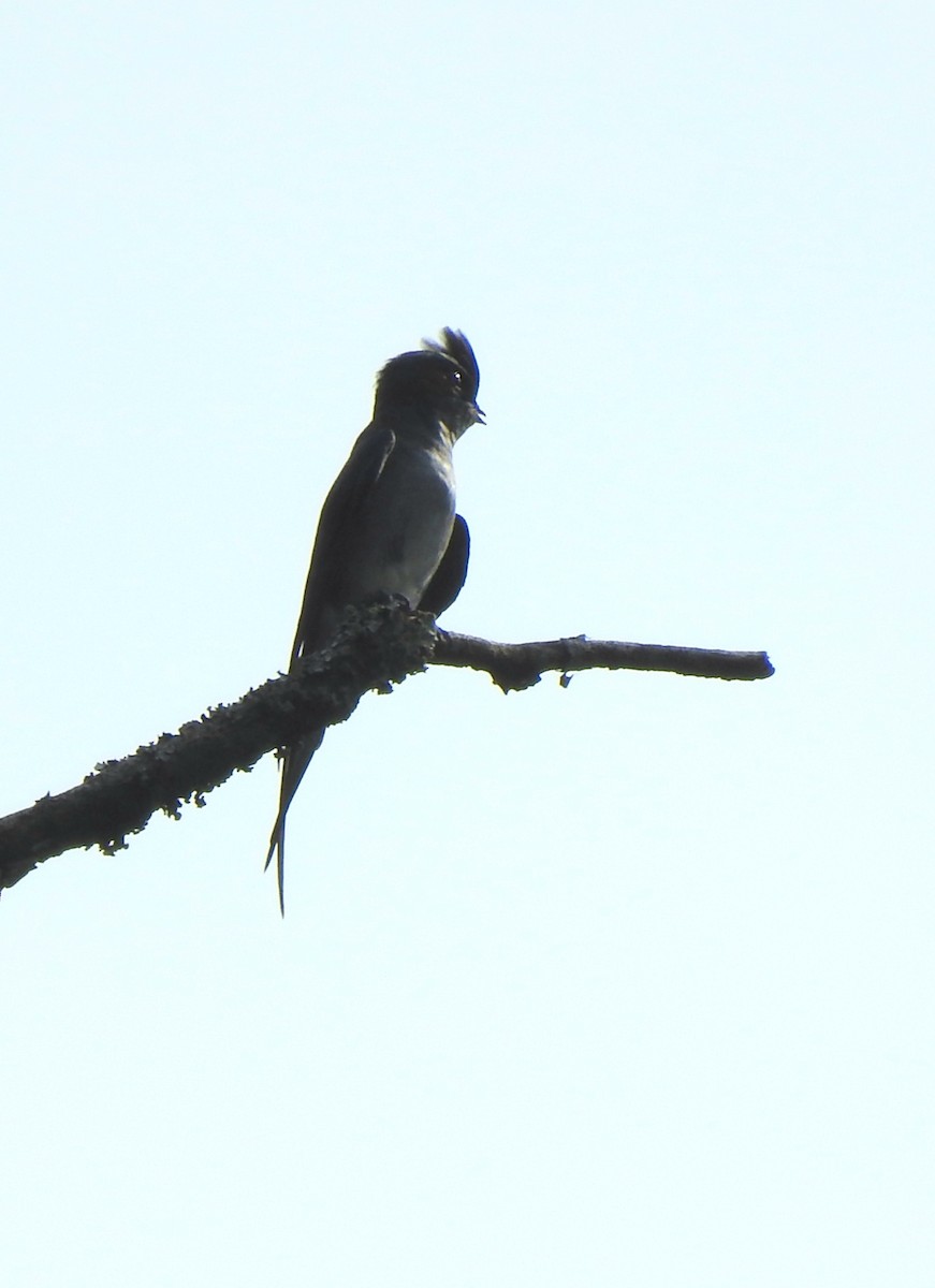 Gray-rumped Treeswift - ML639609984