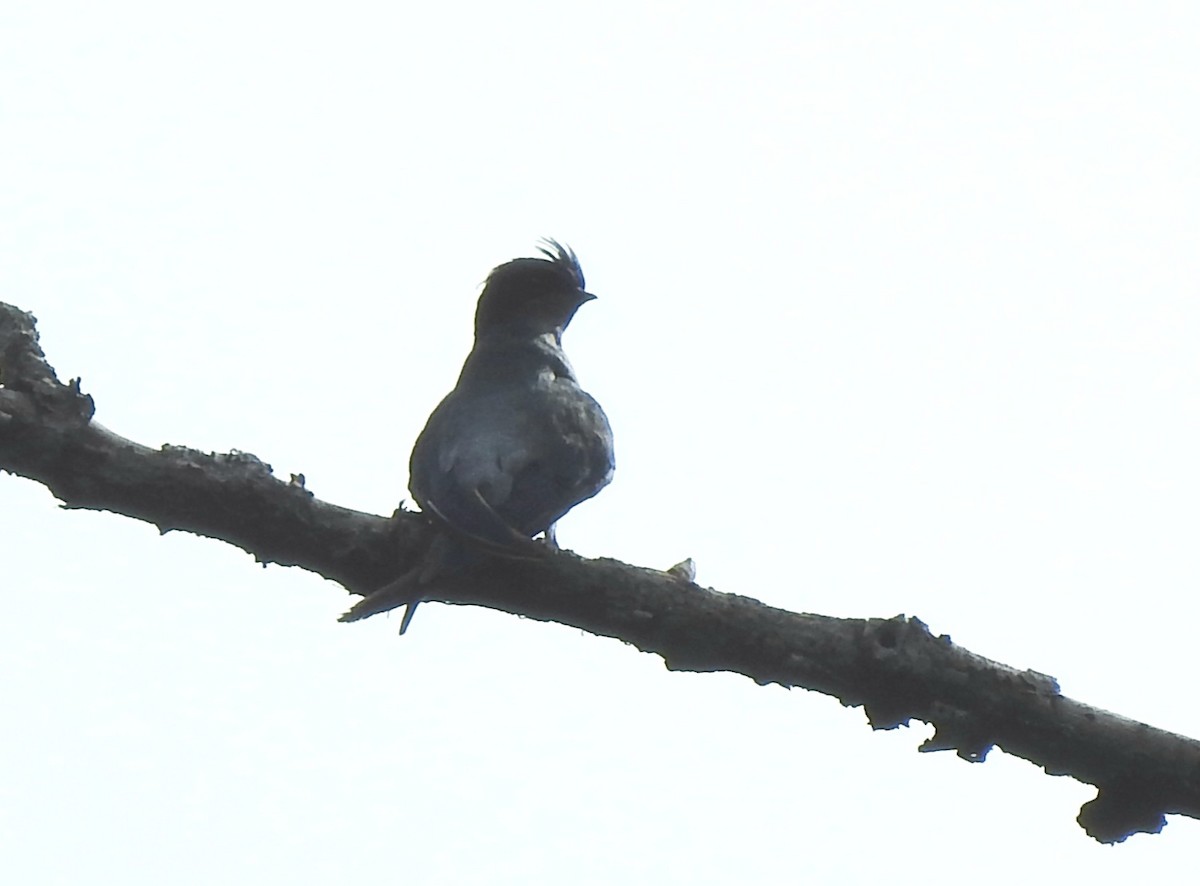 Gray-rumped Treeswift - ML639609985