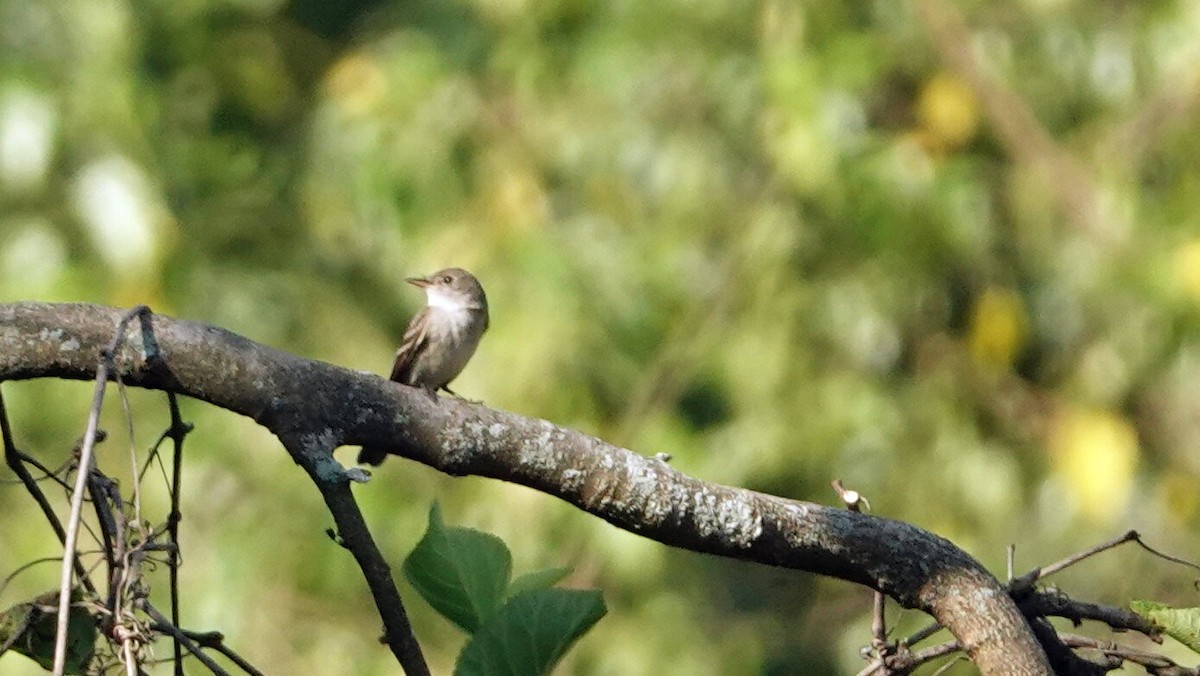 Willow Flycatcher - ML639610024