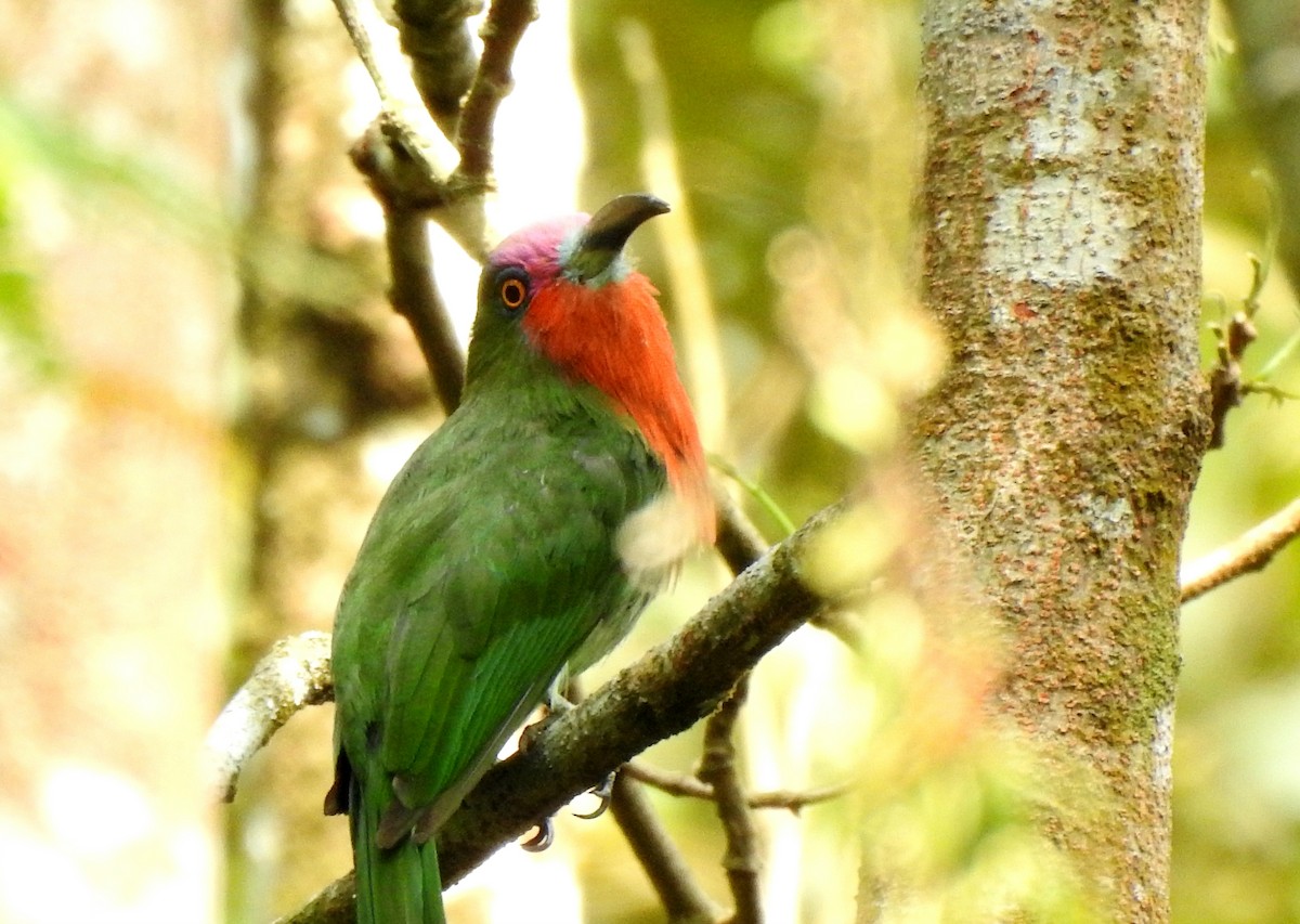 Red-bearded Bee-eater - ML639610059