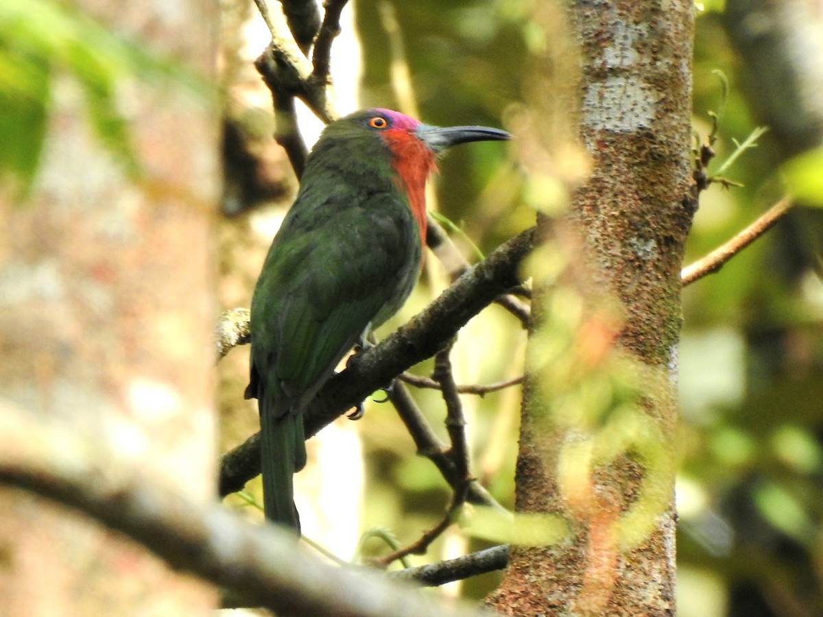 Red-bearded Bee-eater - ML639610060