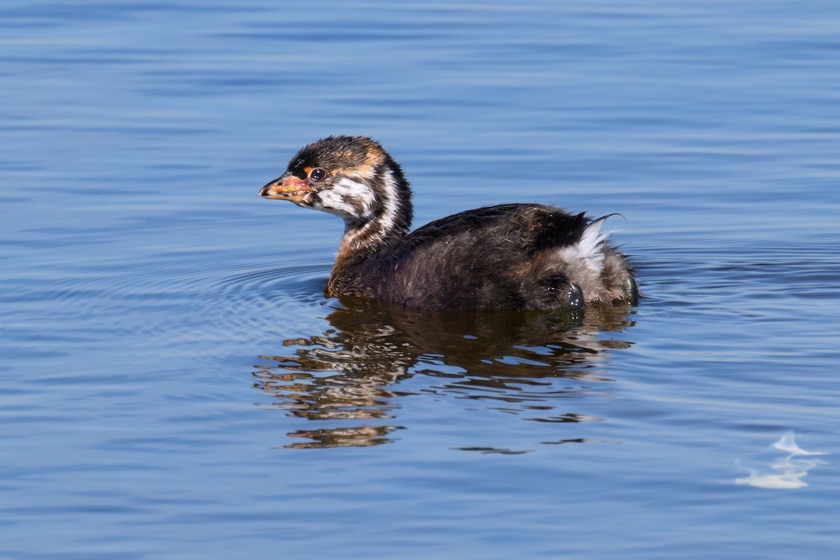 potápka americká - ML639610090