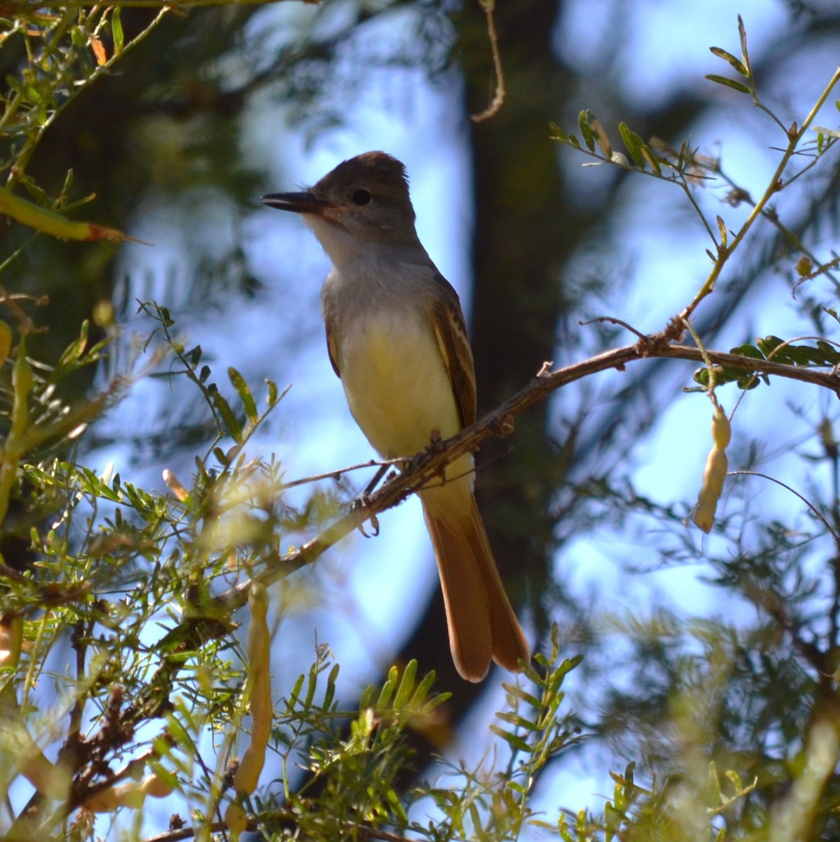 Ash-throated Flycatcher - ML639610116