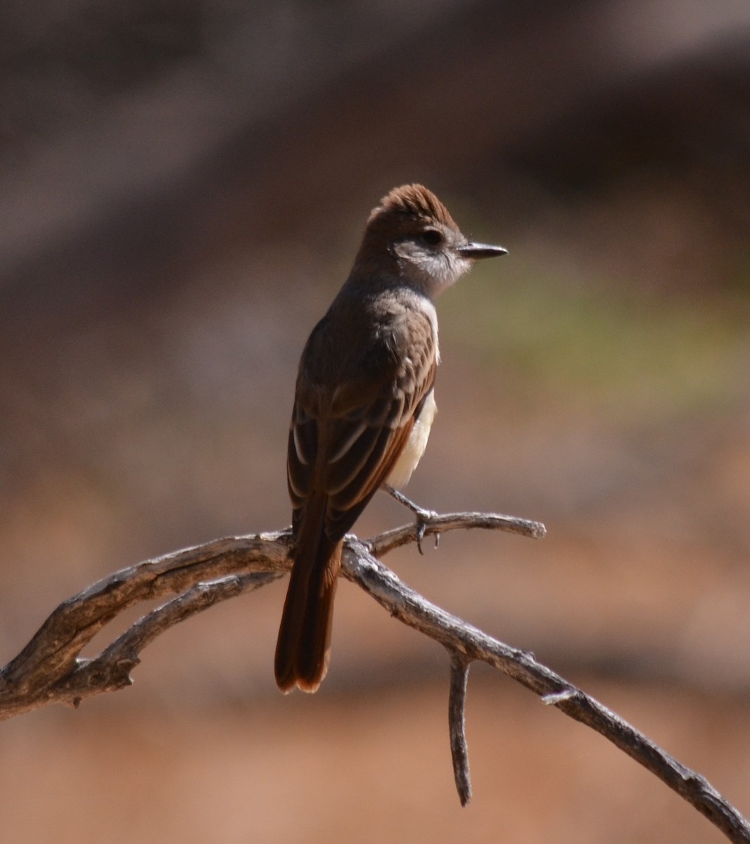 Ash-throated Flycatcher - ML639610117