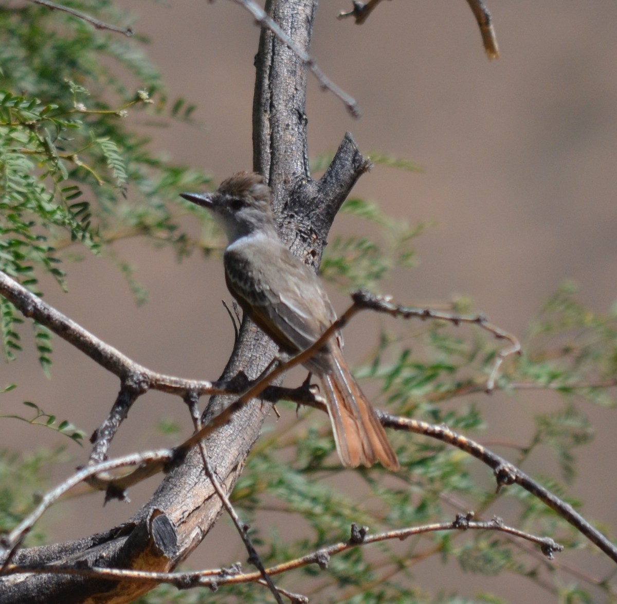 Ash-throated Flycatcher - ML639610119
