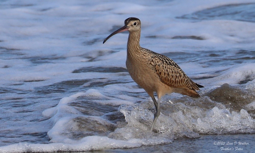 Long-billed Curlew - ML639610132
