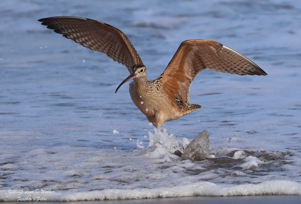 Long-billed Curlew - ML639610133