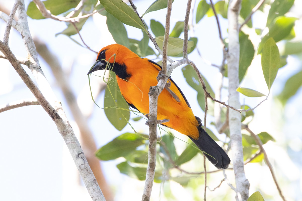 Orange Oriole - ML639610153