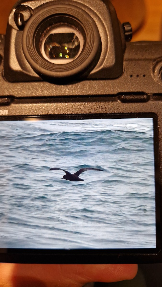 buřňák temný - ML639610209