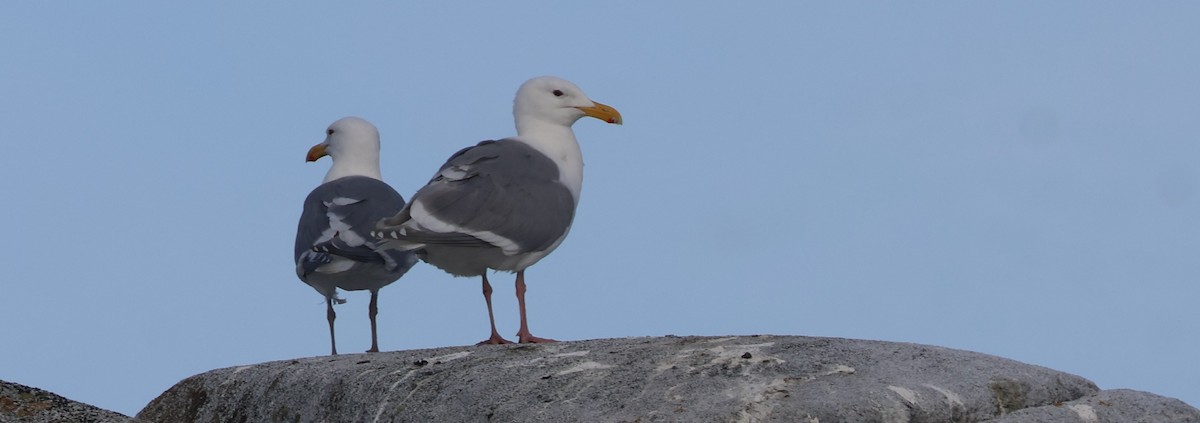 Beringmöwe - ML639610228