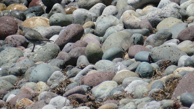 alaskavandresnipe - ML639610325