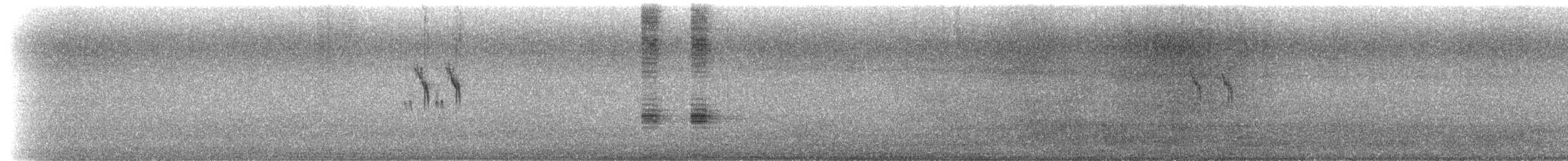 Buztanikara zuria (alboides) - ML639610381