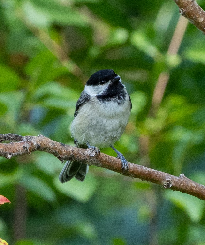 Black-capped Chickadee - ML639610445