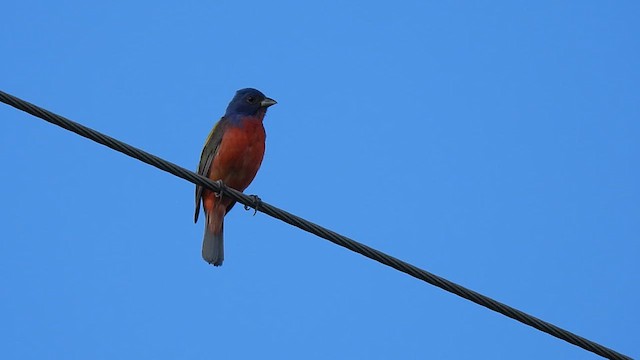 Painted Bunting - ML639610450