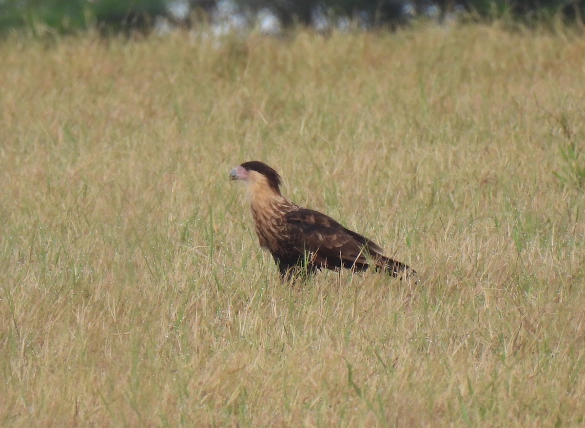 Caracara Carancho (norteño) - ML639610477