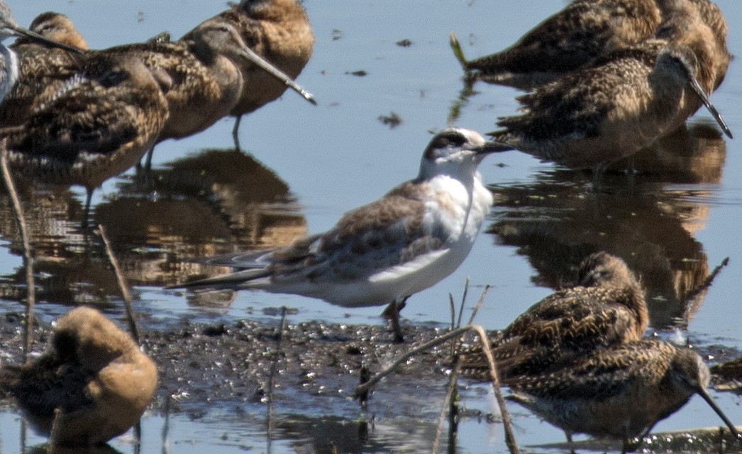 Forster's Tern - ML639610550