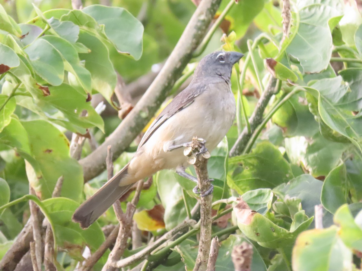 Olive-gray Saltator - ML639610577