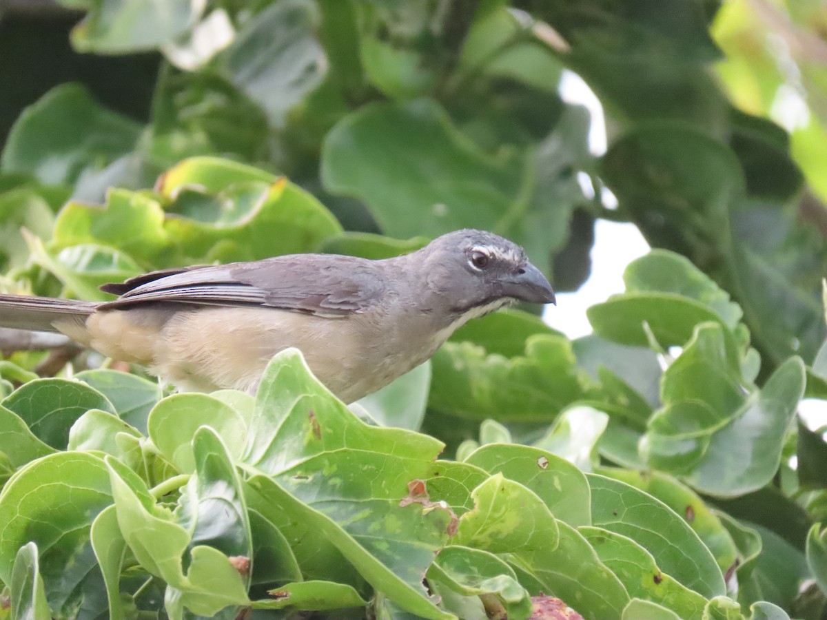 Olive-gray Saltator - ML639610578