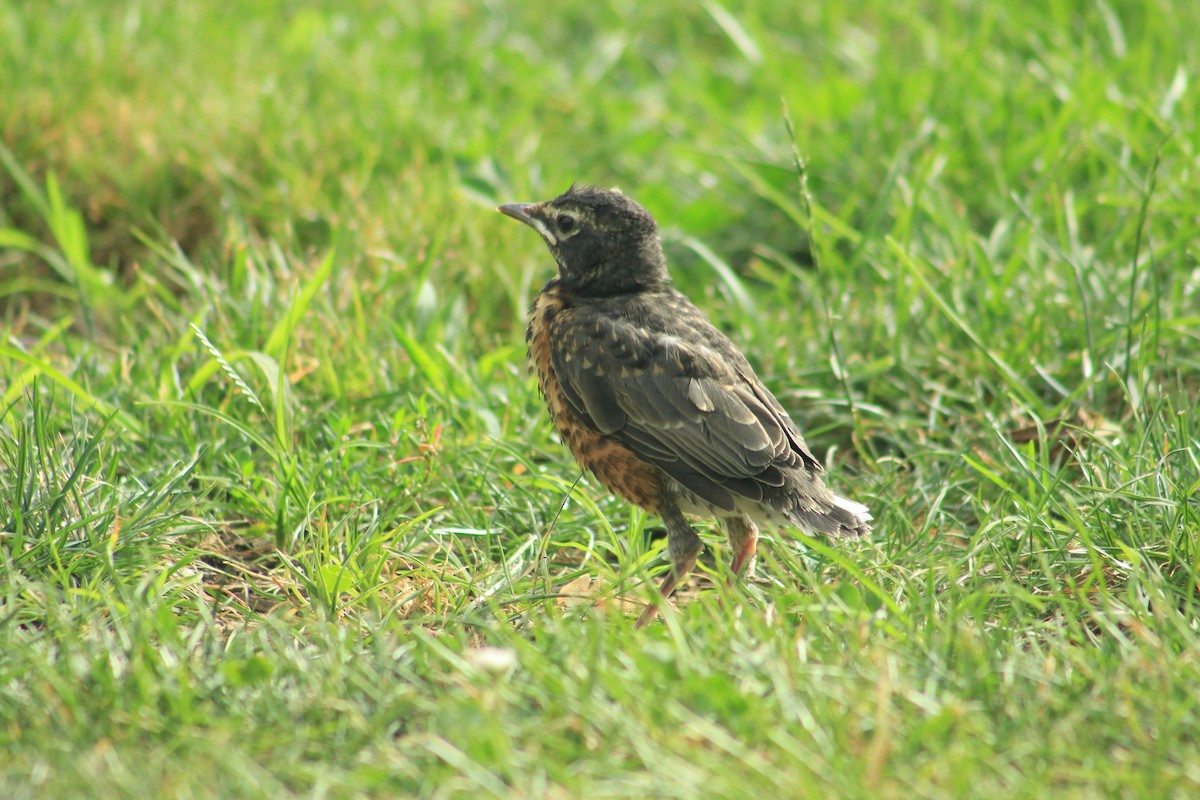 Zozo papargorria - ML639610686