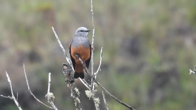 Red-rumped Bush-Tyrant - ML639610691