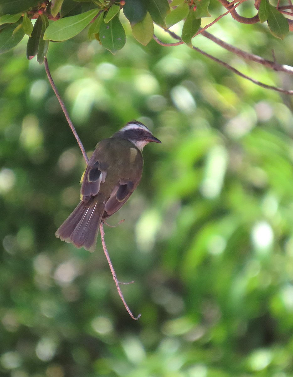 Social Flycatcher - ML639610890