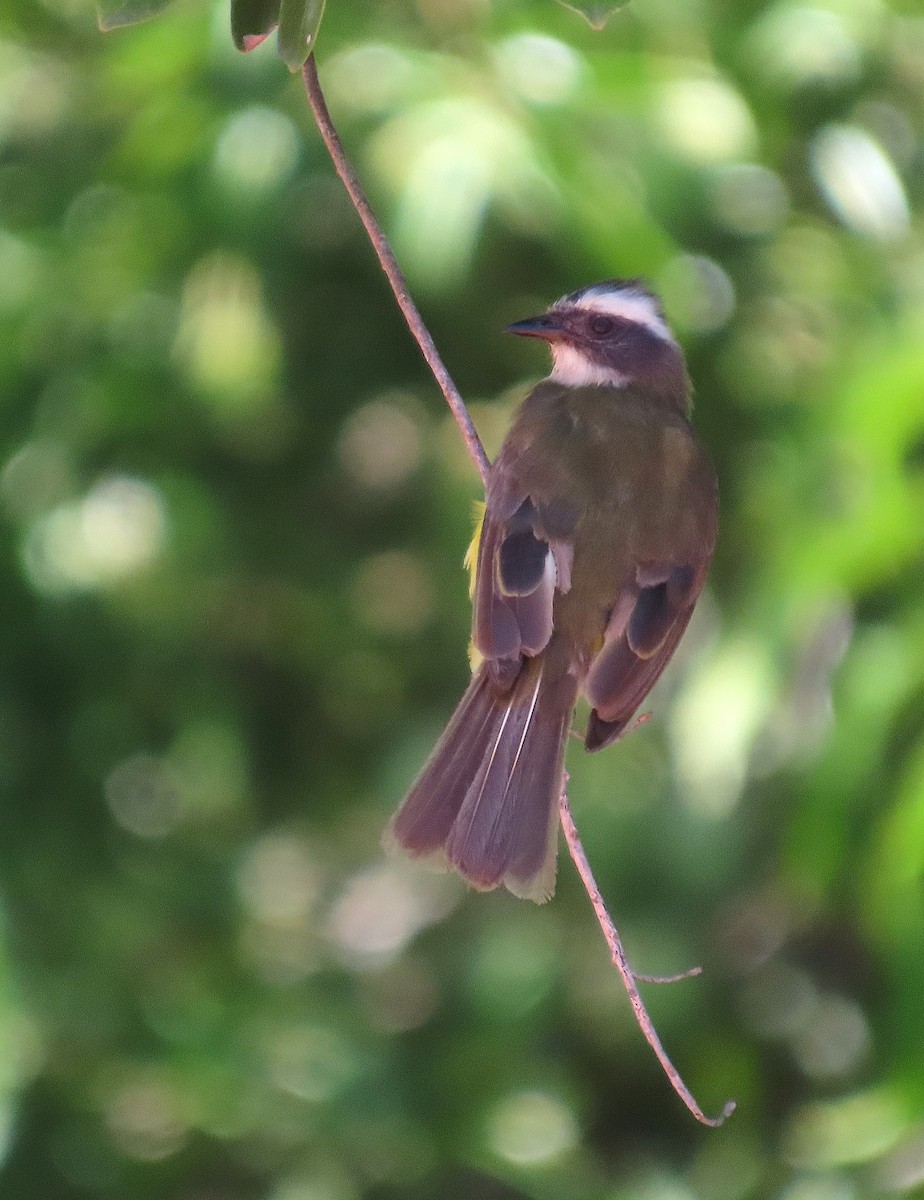 Social Flycatcher - ML639610891