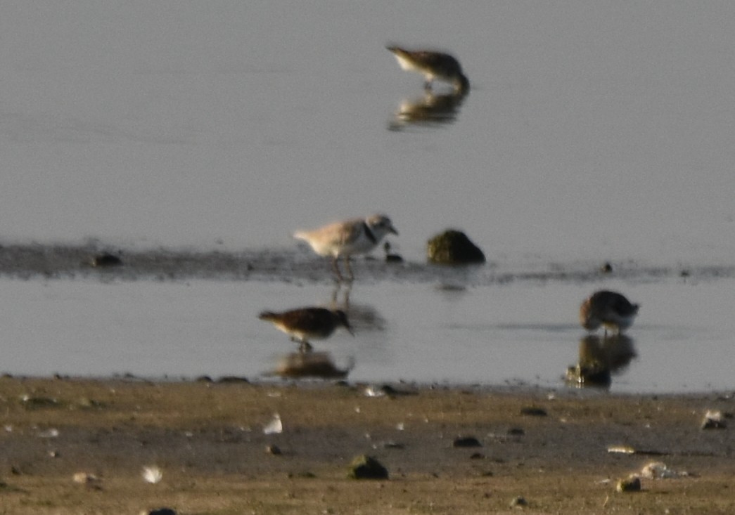 Piping Plover - ML639610929