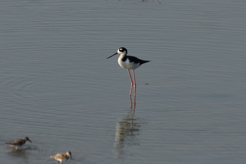 Black-necked Stilt - ML639610947
