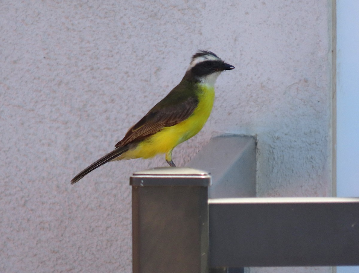 Social Flycatcher - ML639610955