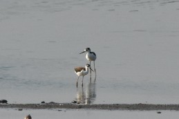 Black-necked Stilt - ML639610979