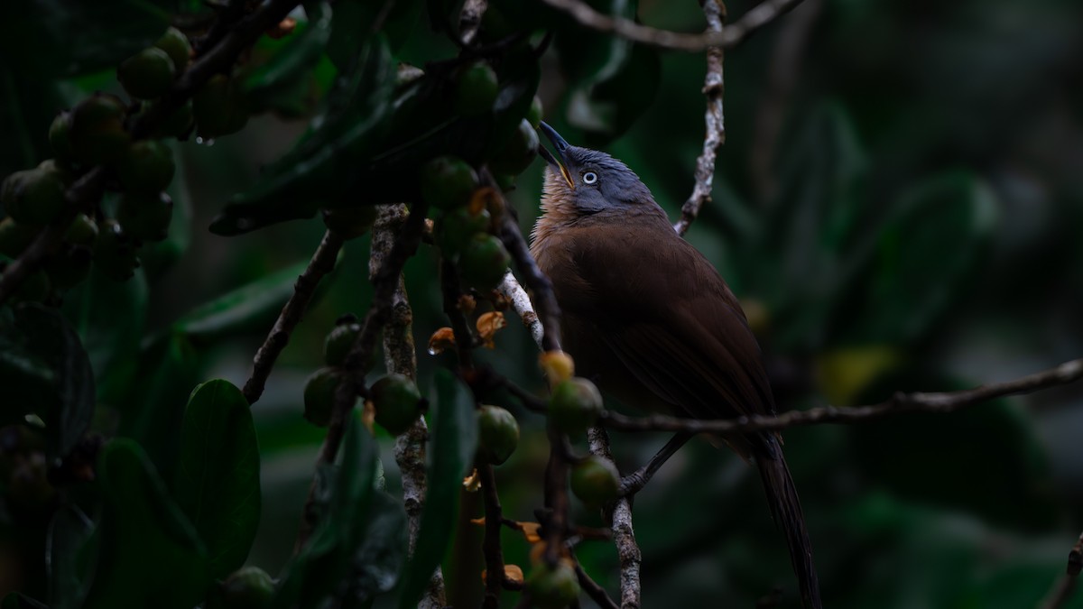 Ashy-headed Laughingthrush - ML639610995