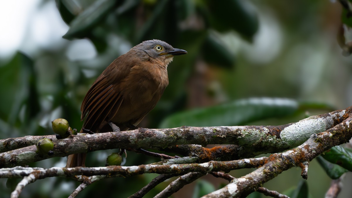 Ashy-headed Laughingthrush - ML639610996