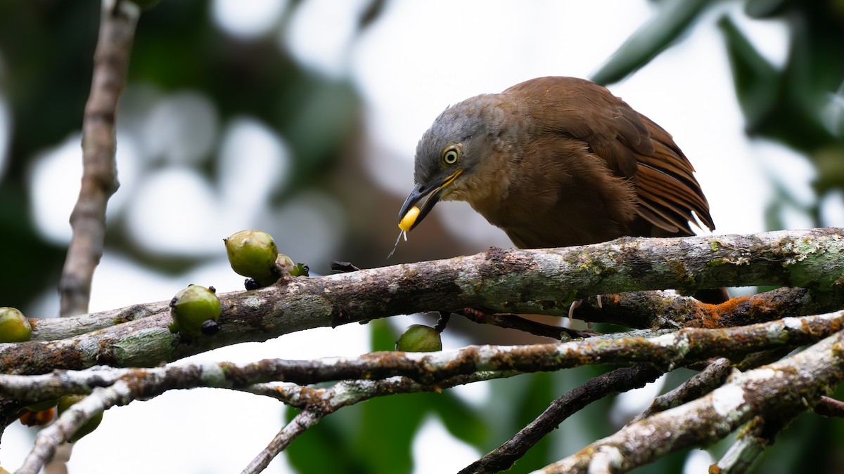 Ashy-headed Laughingthrush - ML639610997