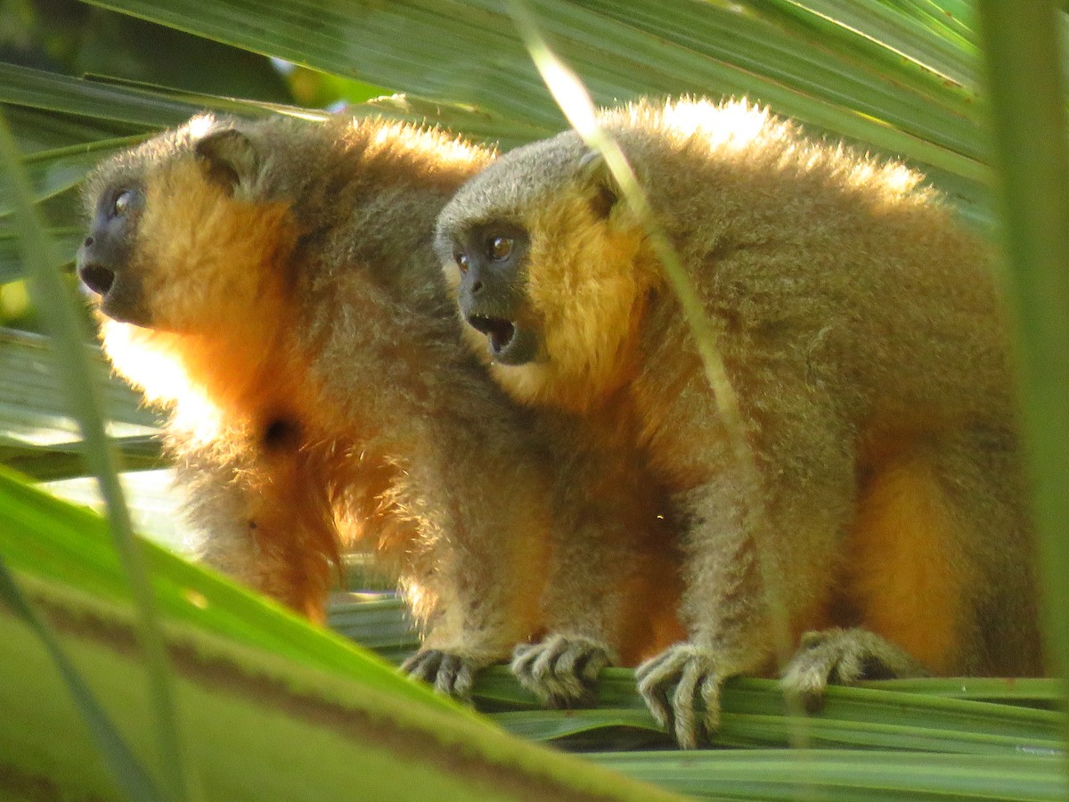 Animals - ML639611006