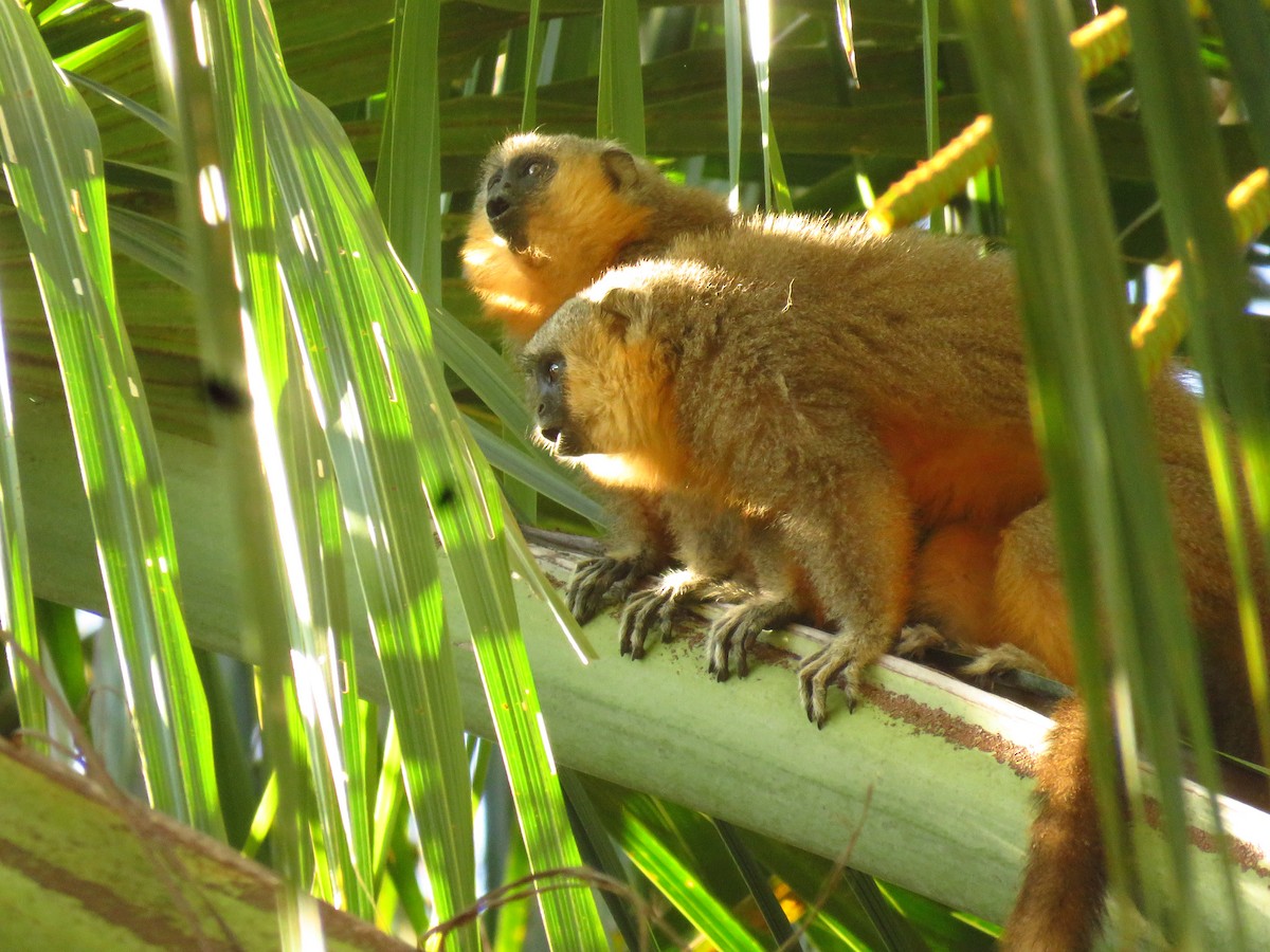 Animals - ML639611007