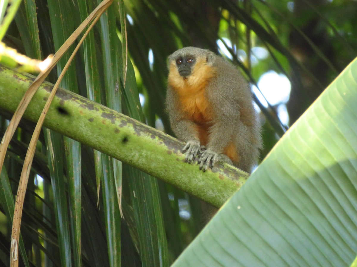 Animals - ML639611008