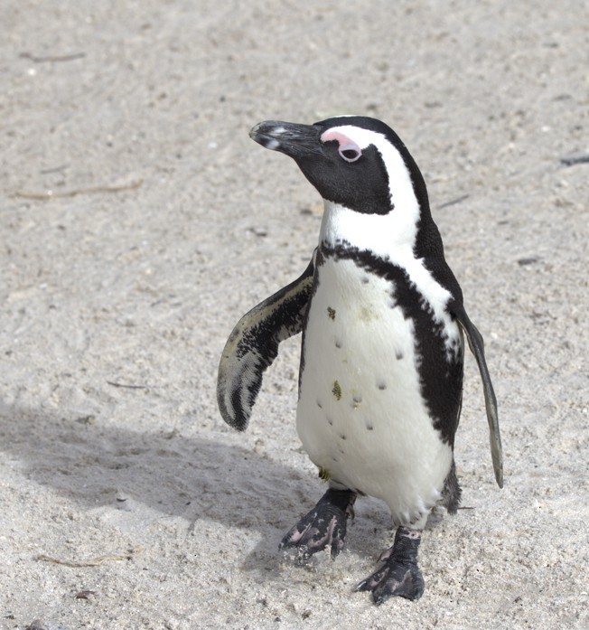 African Penguin - ML639611012