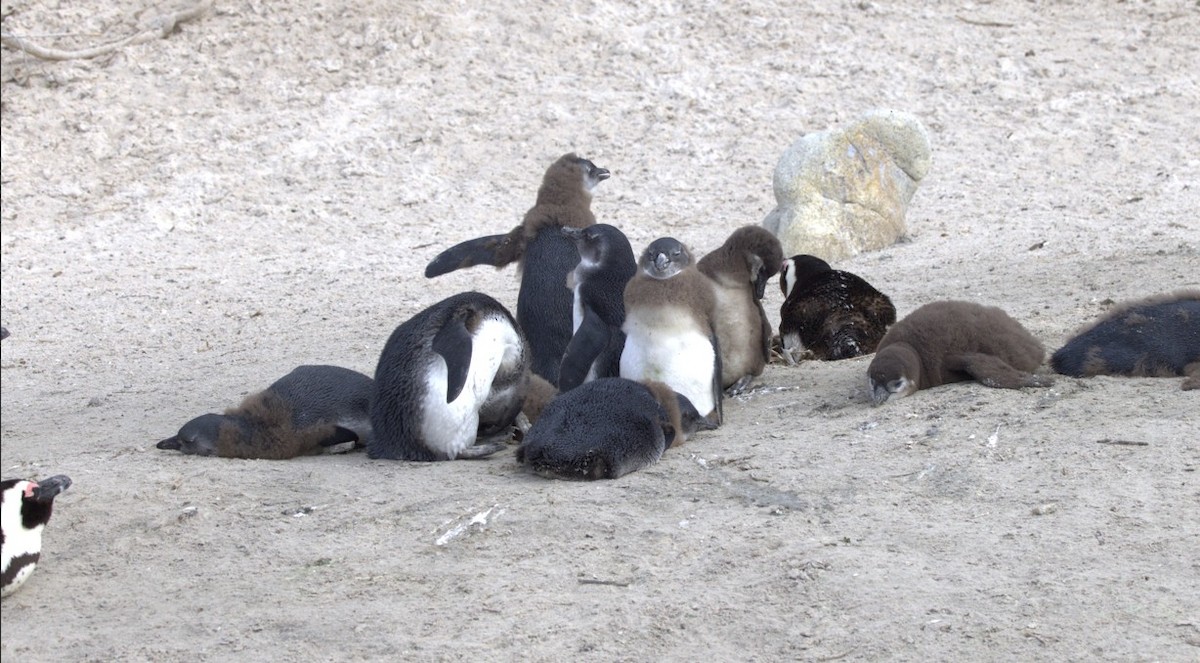 African Penguin - ML639611033