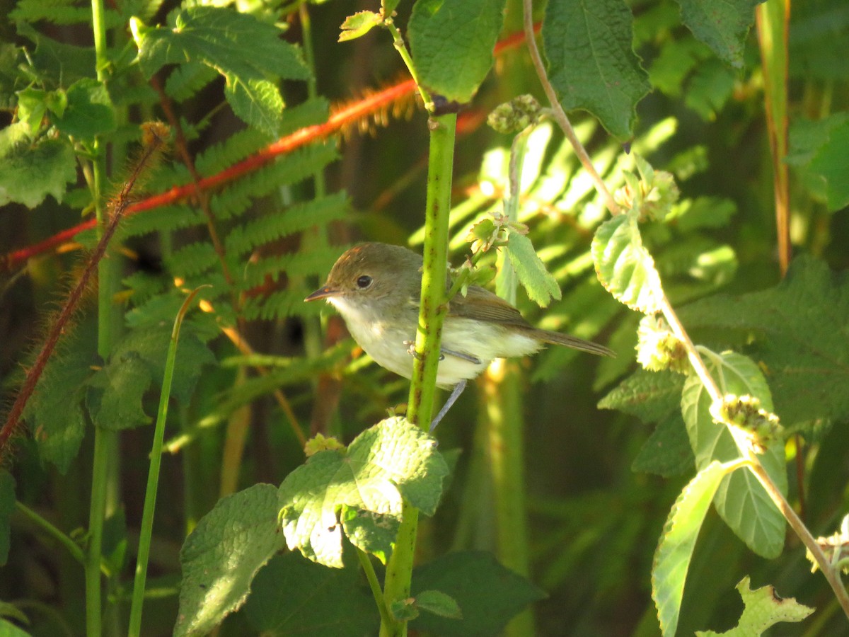 Fulvous-crowned Scrub-Tyrant - ML639611061
