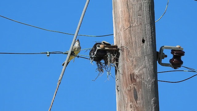 Western Kingbird - ML639611089