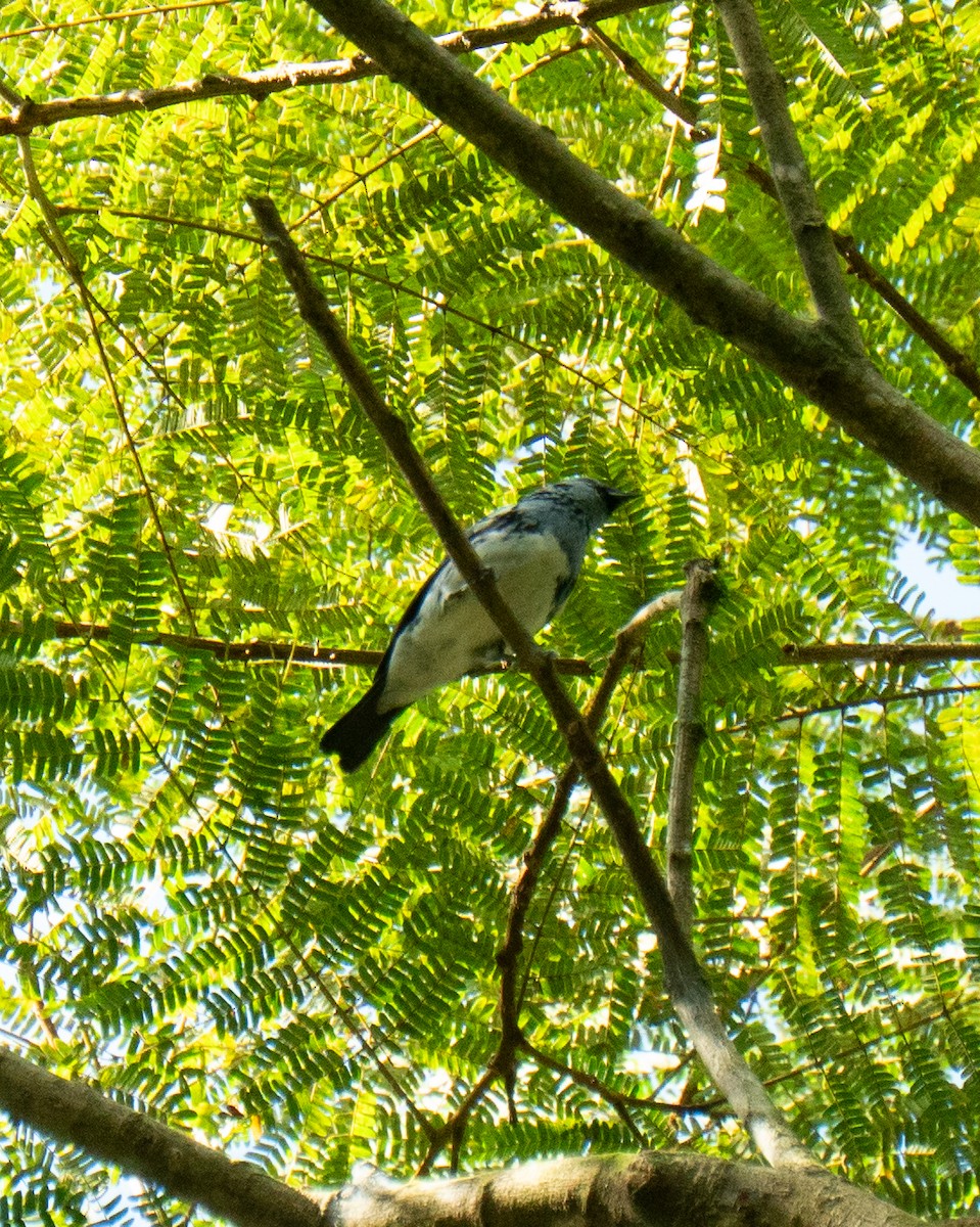 White-bellied Tanager - ML639611115