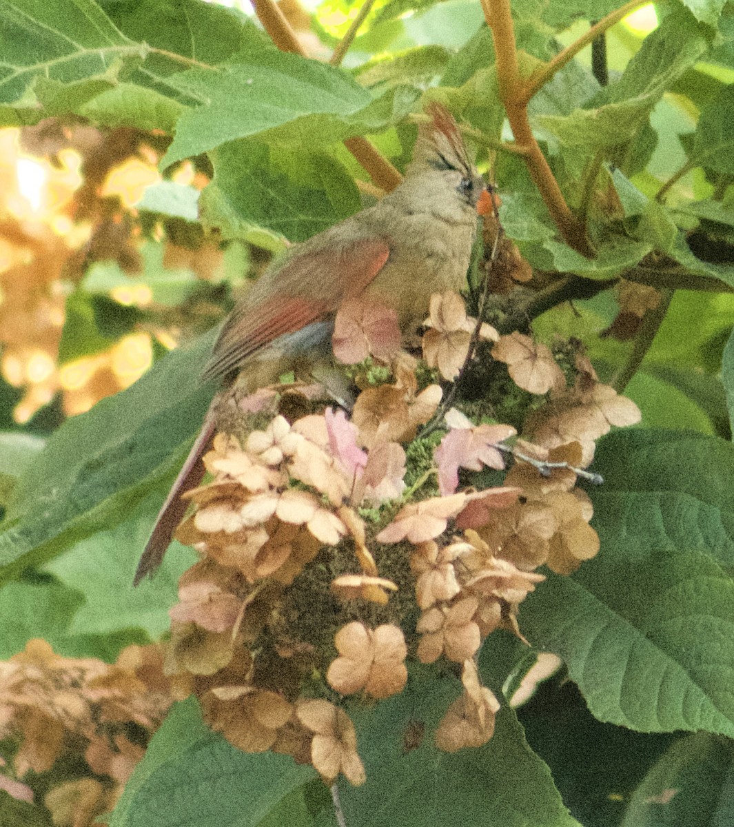 Northern Cardinal - ML639611163