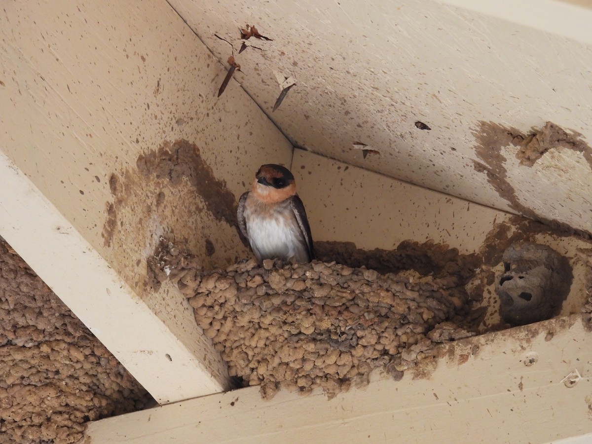 Cave Swallow - ML639611235