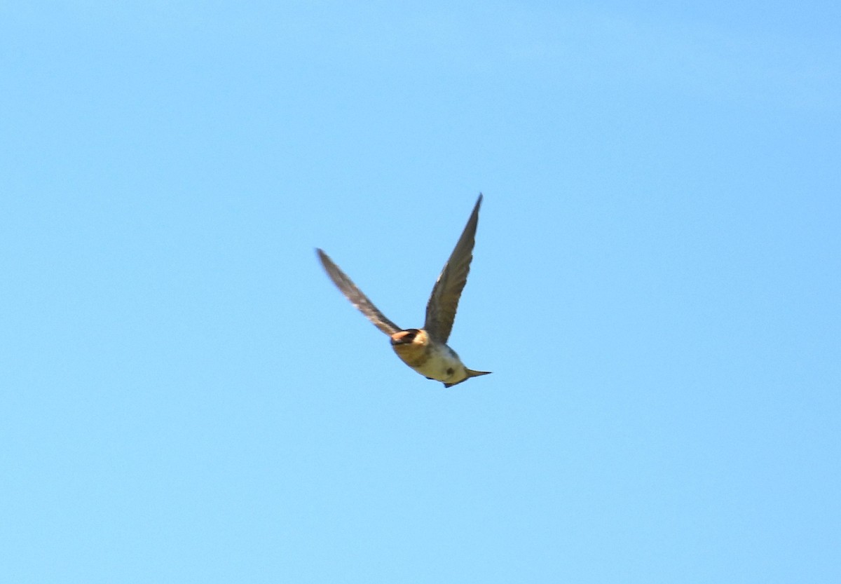 Cave Swallow - ML639611239
