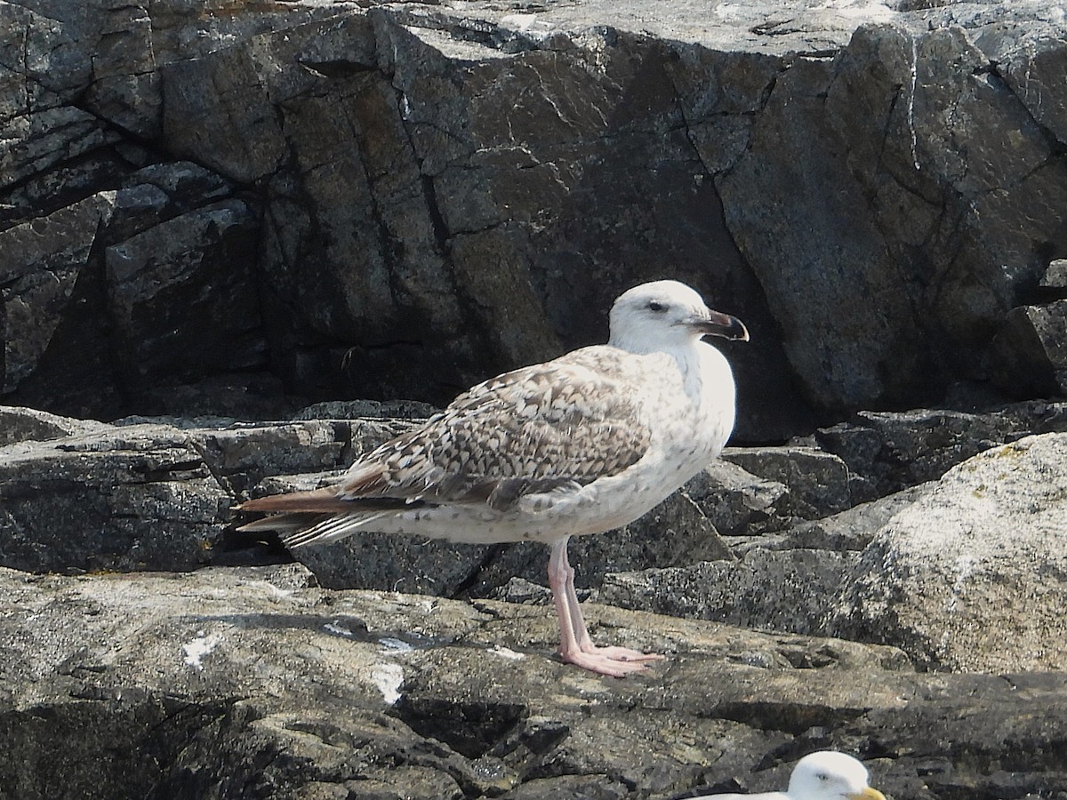 Great Black-backed Gull - ML639611273